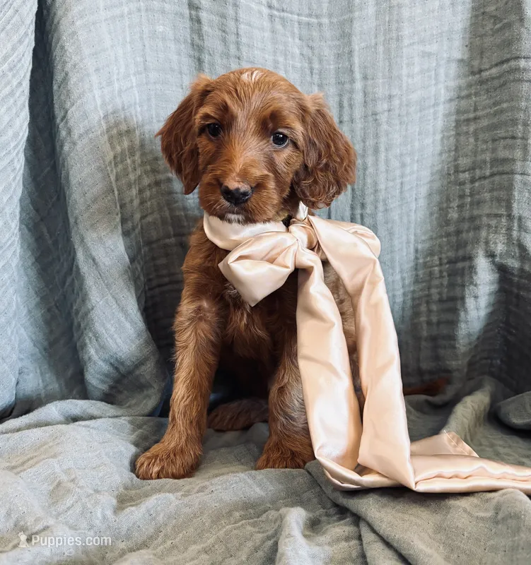 Adella – Irish Doodle puppy for sale in Mesa, AZ