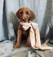 Adella, a female Irish Doodle for sale in Mesa, AZ – 1 of 3