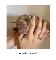 Aquata, a female Irish Doodle for sale in Mesa, AZ – 2 of 2
