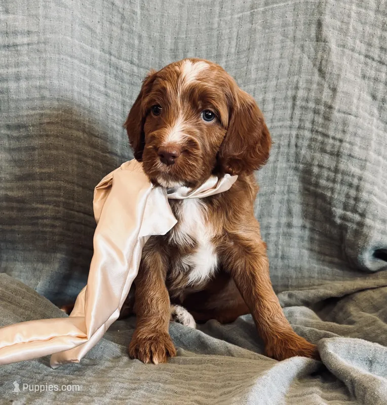Alana – Irish Doodle puppy for sale in Mesa, AZ