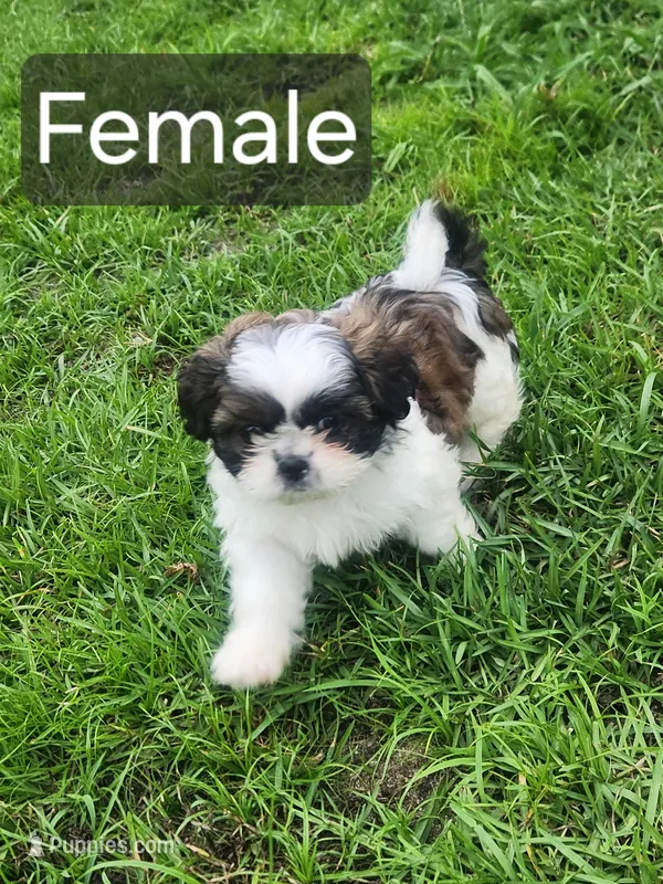 Female  – Shih Tzu puppy on hold in Lexington, SC