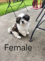 Female , a female Shih Tzu for sale in Lexington, SC – 2 of 2