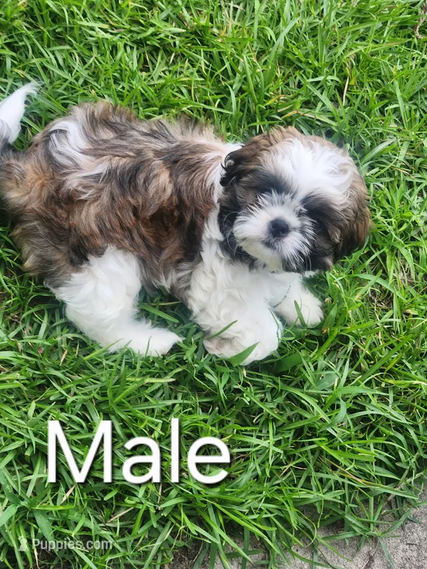 Male – Shih Tzu puppy on hold in Lexington, SC