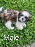 Male, a male Shih Tzu for sale in Lexington, SC – 1 of 1