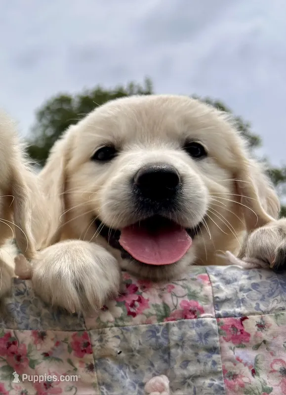 Aster – Golden Retriever puppy for sale in Pickton, TX