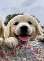 Aster, a female Golden Retriever for sale in Pickton, TX – 1 of 5