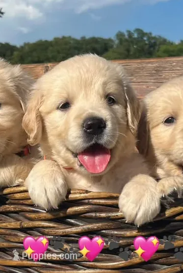 Tiffany  – Golden Retriever puppy for sale in Pickton, TX