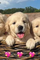Tiffany , a female Golden Retriever for sale in Pickton, TX – 1 of 1