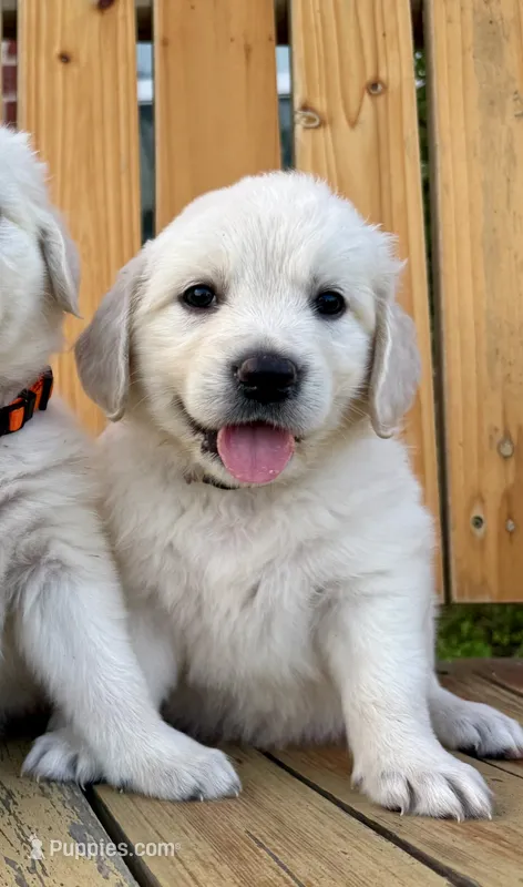 Ace – English Cream Golden Retriever puppy for sale in Pickton, TX