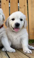 Ace, a male English Cream Golden Retriever for sale in Pickton, TX – 1 of 4