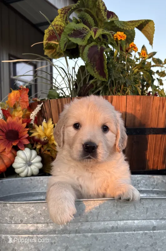 Tiffany  – Golden Retriever puppy for sale in Pickton, TX