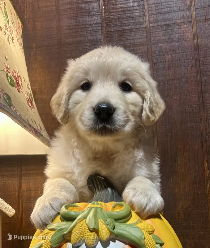 Tiffany  – Golden Retriever puppy for sale in Pickton, TX