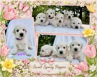 Aster, a female Golden Retriever for sale in Pickton, TX – 2 of 3