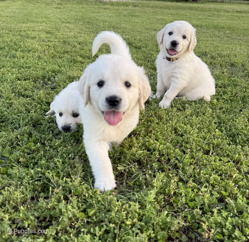 Aster – Golden Retriever puppy for sale in Pickton, TX