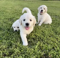 Aster, a female Golden Retriever for sale in Pickton, TX – 2 of 5
