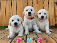 Aster, a female Golden Retriever for sale in Pickton, TX – 4 of 5