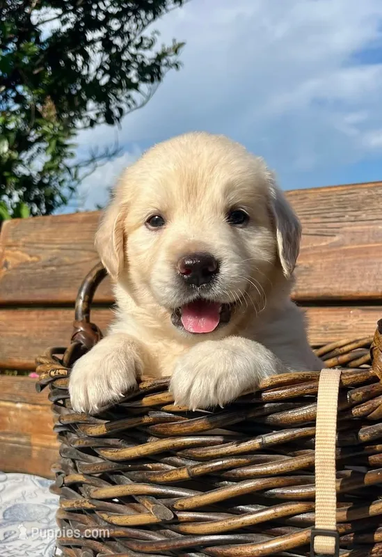 Teddy – Golden Retriever puppy for sale in Pickton, TX