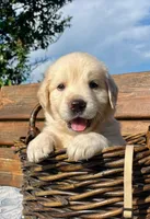 Teddy, a male Golden Retriever for sale in Pickton, TX – 1 of 1