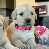 Baily, a female Golden Retriever for sale in Pickton, TX – 6 of 10