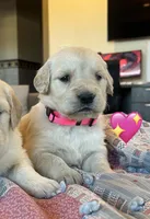 Baily, a female Golden Retriever for sale in Pickton, TX – Photo 6 of 10