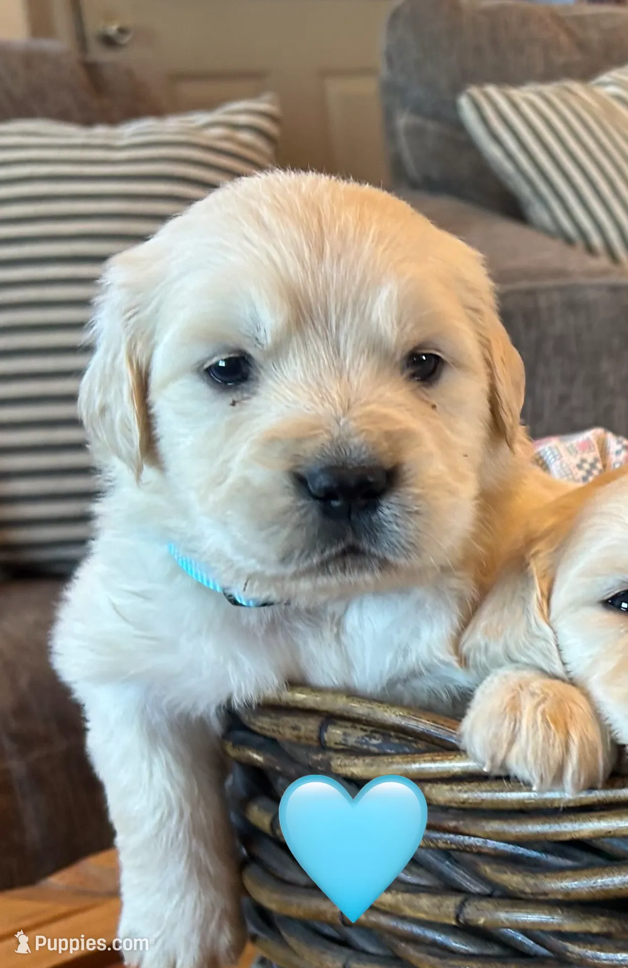 Baily, a female Golden Retriever for sale in Pickton, TX – Photo 2 of 10