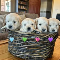 Baily, a female Golden Retriever for sale in Pickton, TX – 4 of 10