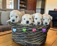 Baily, a female Golden Retriever for sale in Pickton, TX – Photo 4 of 10