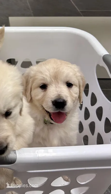 Baily, a female Golden Retriever for sale in Pickton, TX – Photo 1 of 10