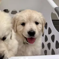Baily, a female Golden Retriever for sale in Pickton, TX – 1 of 10