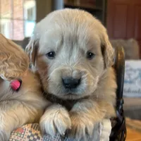Baily, a female Golden Retriever for sale in Pickton, TX – 5 of 10