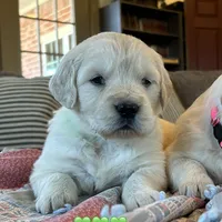 Baily, a female Golden Retriever for sale in Pickton, TX – 3 of 10