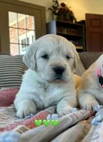 Baily, a female Golden Retriever for sale in Pickton, TX – Photo 3 of 10