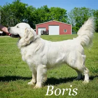 Baily, a female Golden Retriever for sale in Pickton, TX – 9 of 10
