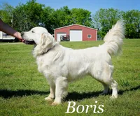 Baily, a female Golden Retriever for sale in Pickton, TX – Photo 9 of 10