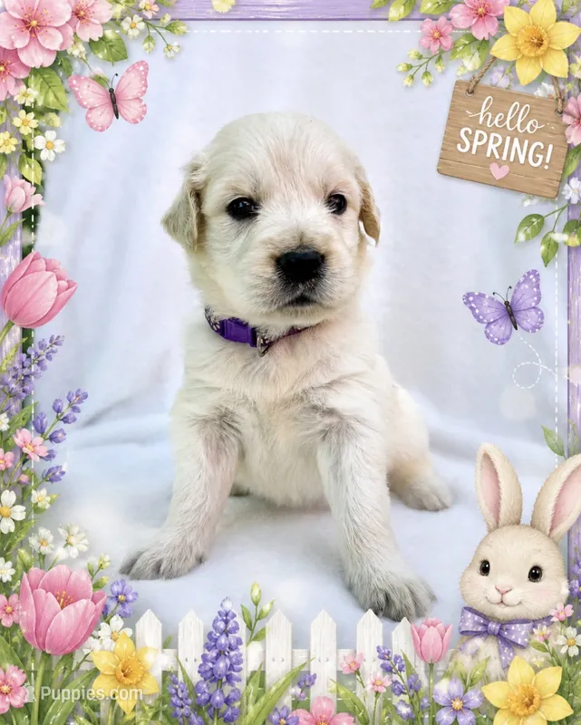 Aster – Golden Retriever puppy for sale in Pickton, TX