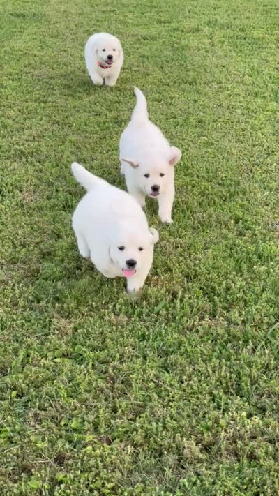Aster, a female Golden Retriever for sale in Pickton, TX – 5 of 5