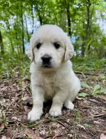 Aster, a female Golden Retriever for sale in Pickton, TX – 3 of 3