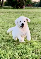 Aster, a female Golden Retriever for sale in Pickton, TX – 3 of 5