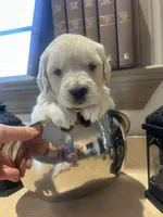 processed/31d78333-24f8-46f6-80cd-cd4bc5219499/listing/ef232f29-16bb-41f3-9581-a129c93470a8/124bcfa4-44ce-4f50-8f9f-0e43c85dae25