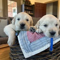 Benji, a male Golden Retriever for sale in Pickton, TX – 2 of 10