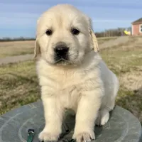 Benji, a male Golden Retriever for sale in Pickton, TX – 1 of 10