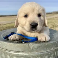 Benji, a male Golden Retriever for sale in Pickton, TX – 9 of 10