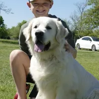 Benji, a male Golden Retriever for sale in Pickton, TX – 5 of 10