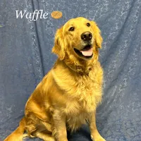 Benji, a male Golden Retriever for sale in Pickton, TX – 7 of 10