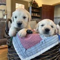 Benji, a male Golden Retriever for sale in Pickton, TX – 3 of 10