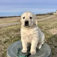 Benji, a male Golden Retriever for sale in Pickton, TX – 10 of 10