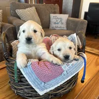 Benji, a male Golden Retriever for sale in Pickton, TX – 4 of 10