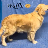 Benji, a male Golden Retriever for sale in Pickton, TX – 8 of 10