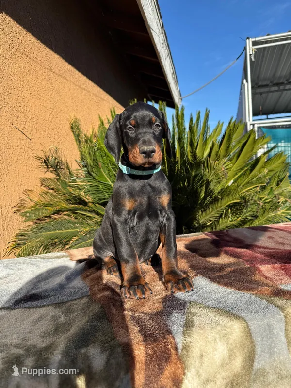 Black male blue collar