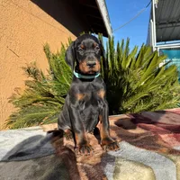 Black male blue collar, a male Doberman Pinscher for sale in Perris, CA – Photo 1 of 2